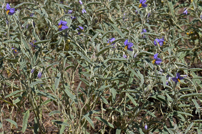 Silverleaf Nightshade is a weedy but attractive plant that grows at elevations between 1,000 and 5,500 feet. All parts of this plant are poisonous. Solanum elaeagnifolium